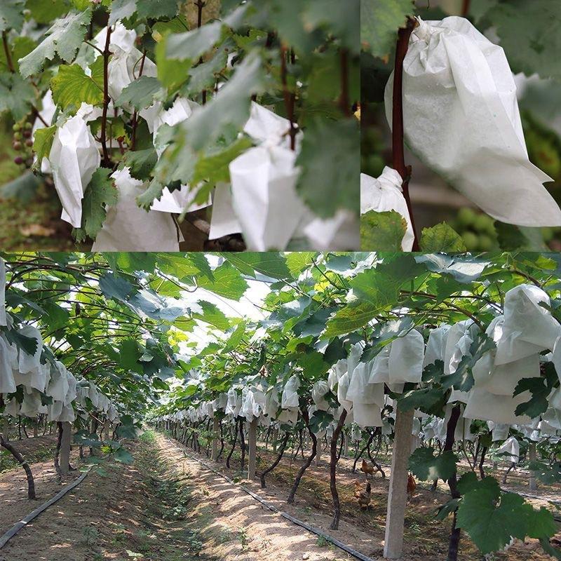 50Pcs Garden Fruit Protection  - Grow Bags ulasan dan harga