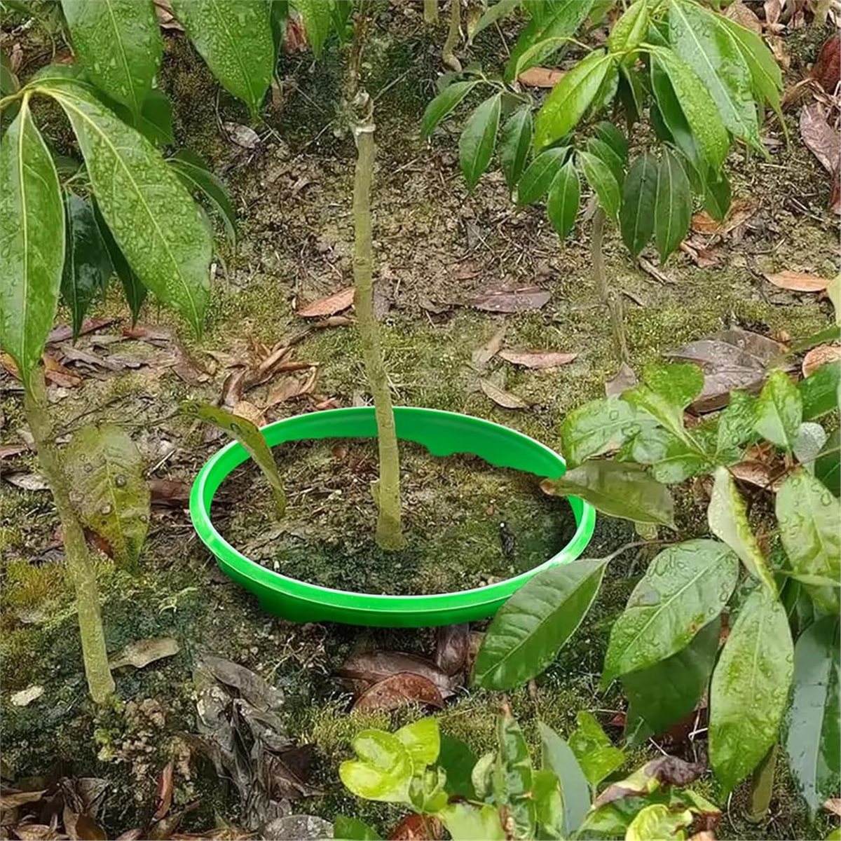 Big Discount 4 Plant Guard Rin - Gardening Tools Big ulasan dan harga