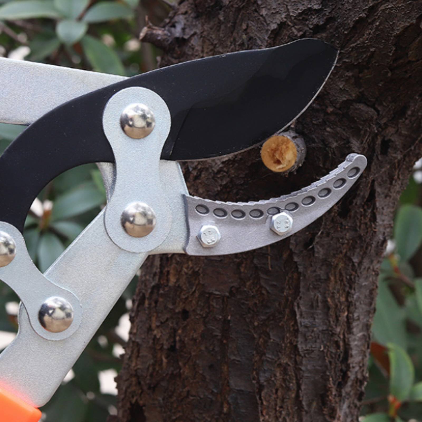 Telescopic Branch Pruners Shar - Gardening Tool ulasan dan harga